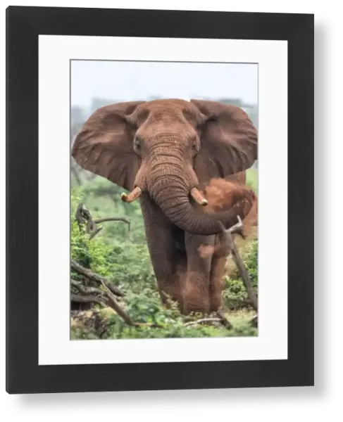 Animal and Nature Apparel